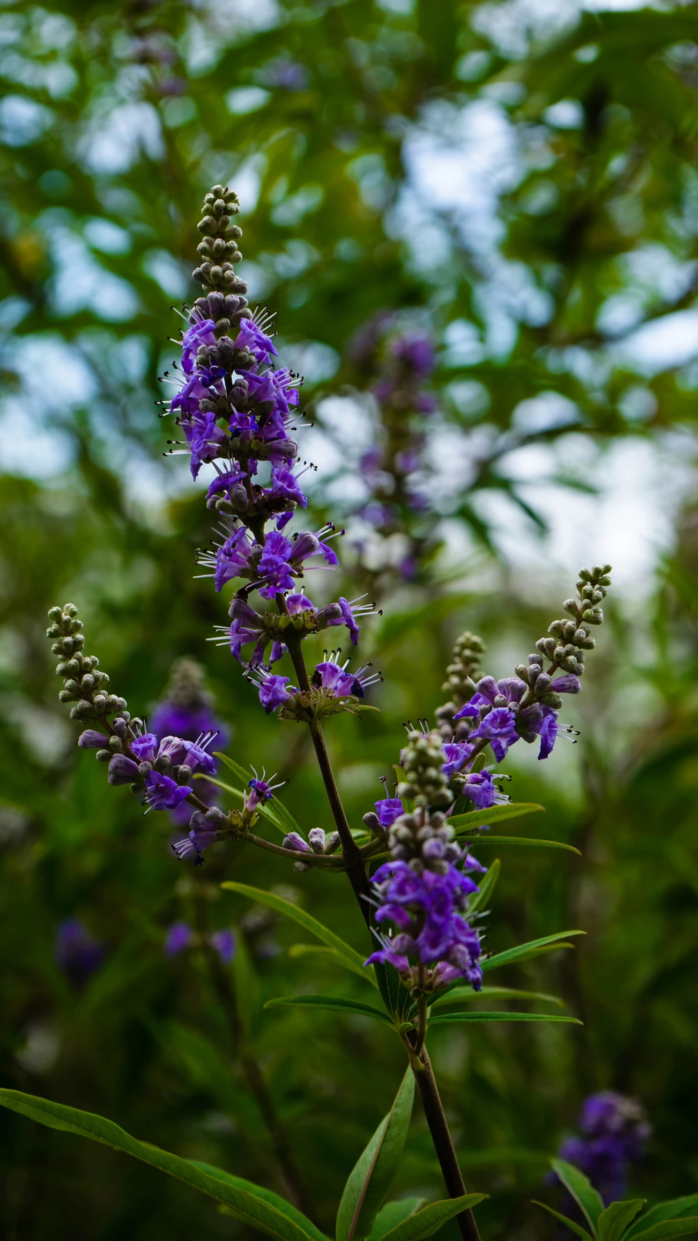 Lavender species in nature at Hortus, Amsterdam, Netherlands